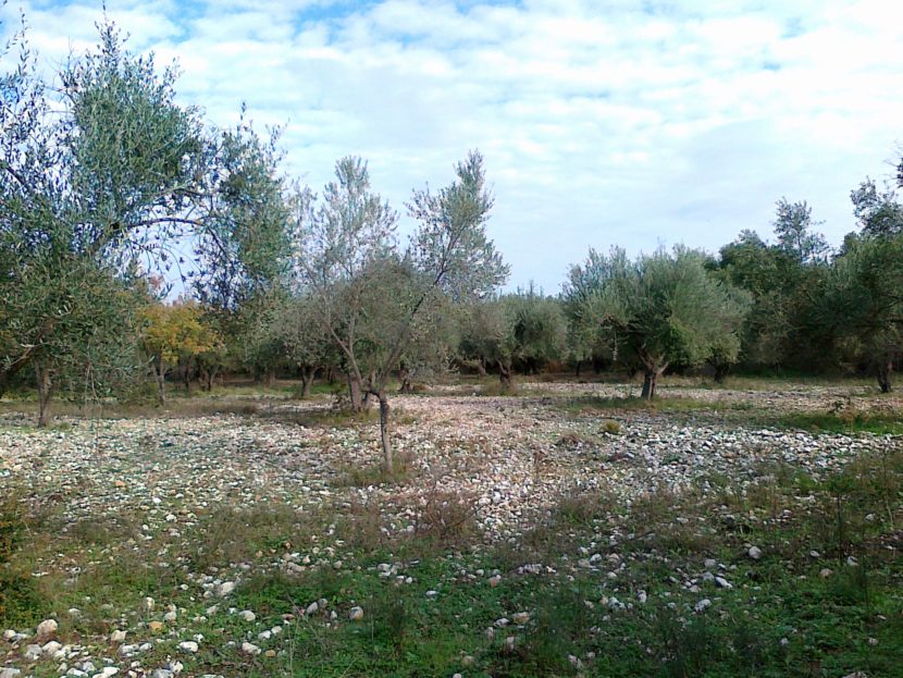 Olive grove near Sami with great potential